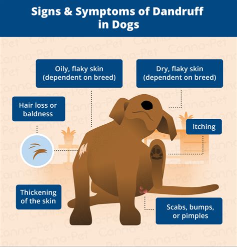 Dog Dandruff Causes Signs And Treatments Canna Pet® Dog Dandruff