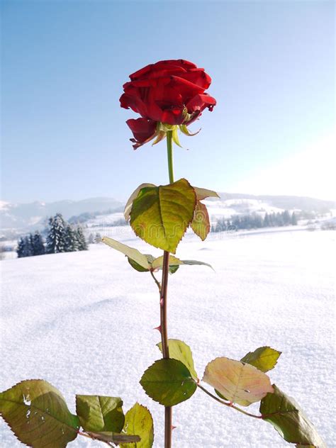 Beautiful Red Rose Snowy Landscape Stock Image Image Of Winter Snowy
