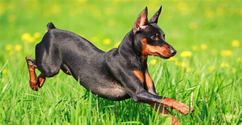Miniature Pinscher Information Dog Breeds At Dogthelove