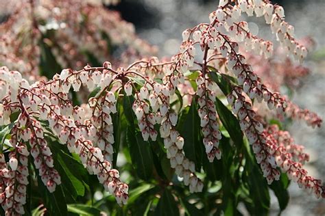 Dorothy Wycoff Andromeda Pieris Japonica Dorothy Wyckoff