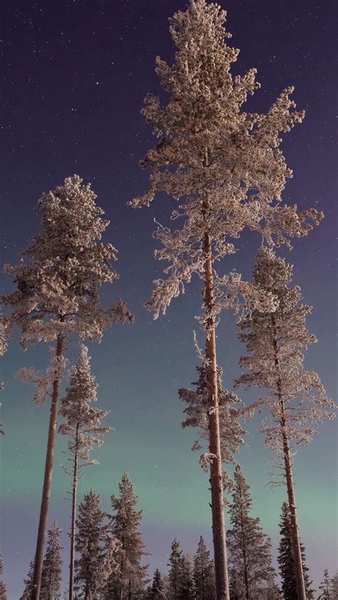 Long Pine Trees Winter Northern Lights 4k Hd Nature Wallpapers Hd