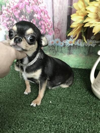 We are the number one rated chihuahua breeder for the entire state of texas. Teacup Chihuahuas Puppies For Sale-Applehead Chihuahua ...