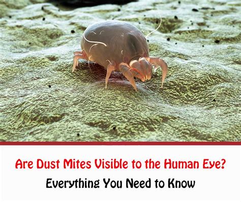 Are Dust Mites Visible To The Human Eye All About Dust Mites