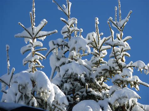 Kostenlose Foto Landschaft Baum Natur Wald Ast Kalt Winter