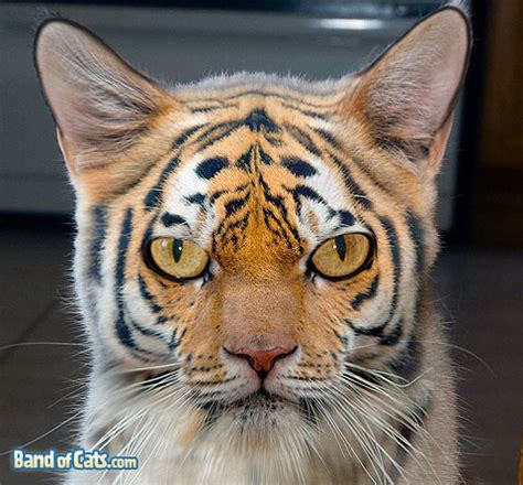 Is my cat a bengal? Cat Halloween Costumes | Band of Cats