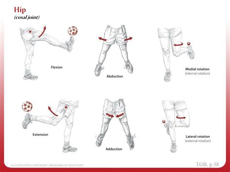 Learn about vocabulary body movement with free interactive flashcards. PPT - Anatomical Position PowerPoint Presentation, free download - ID:2986951