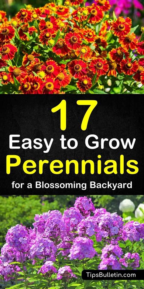 17 Easy To Grow Perennials Low Maintenance Garden Plants Perennials