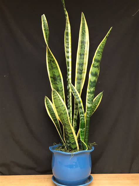 But all it takes is a little time and attention to. Snake Plant in Decorative Pot in Voorhees, NJ | Green Lea