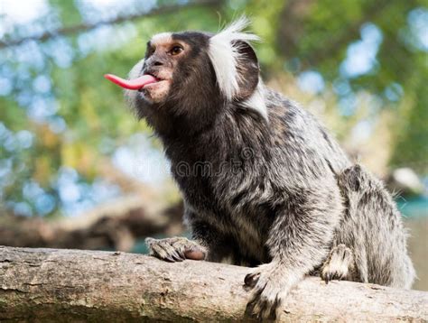 Monkey Sticking Out Tongue Stock Photo Image Of Primate 3309166