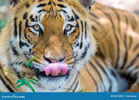 Tiger Roaming Wild Stock Photo Image Of Crafts Mammal 88376284