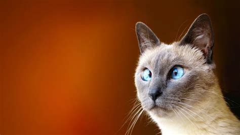 Siamese Cat Cross Eyed Best Cat Wallpaper