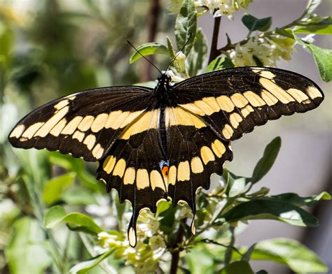 Giant Swallowtail Alabama Butterfly Atlas