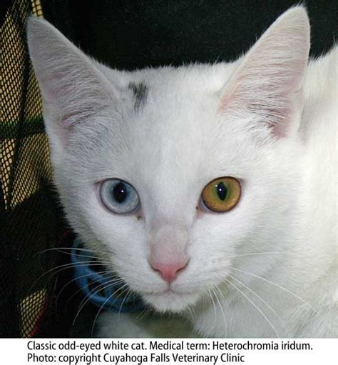 Cat Heterochromia Iridum Picture