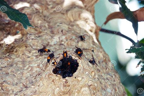 Giant Large Paper Wasp Nest On Tree Stock Image Image Of Dangerous