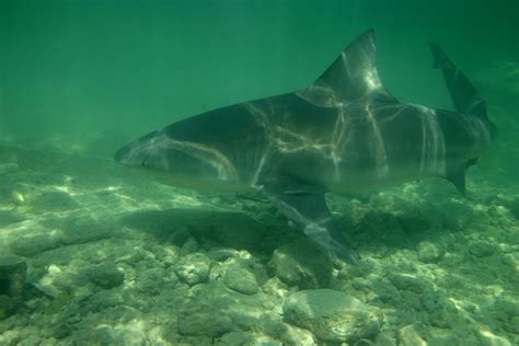 Florida Fishermen Hook 6 Foot Bull Shark First Weekend Beaches In The