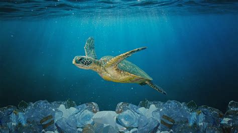 Umweltverschmutzung Fakten Zum Plastik Im Meer Die Du Kennen Solltest