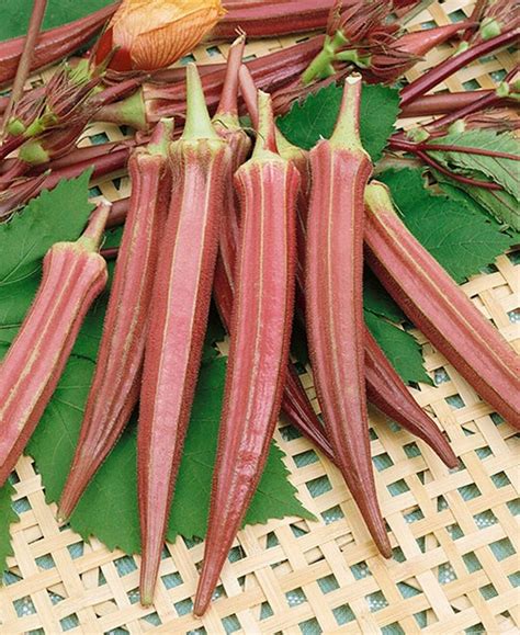 20 Heirloom Jing Orange Okra Seeds Fresh Tasty Usa Beautiful Etsy