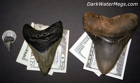 How Much Is A Megalodon Tooth Worth Dark Water Megs