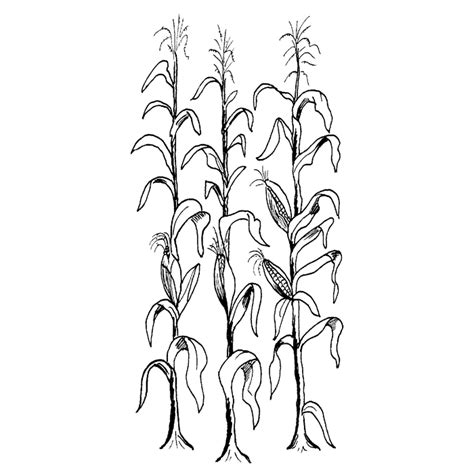 Corn Plant Coloring Page