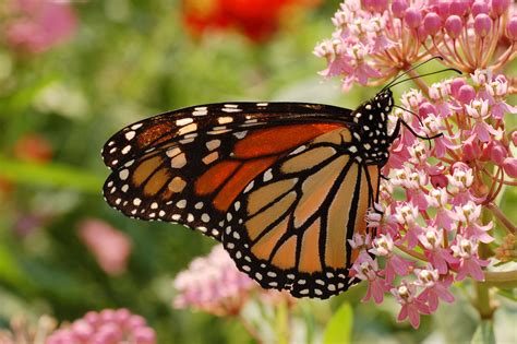 Filemonarch Butterfly Danaus Plexippus Milkweed