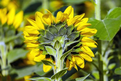 My daughter's favorite flower is a sunflower. Free picture: summer, agriculture, nature, field, flower ...