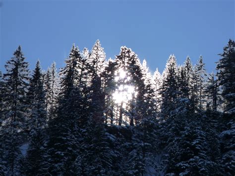 Free Images Tree Nature Wilderness Branch Snow Cold Light Sky