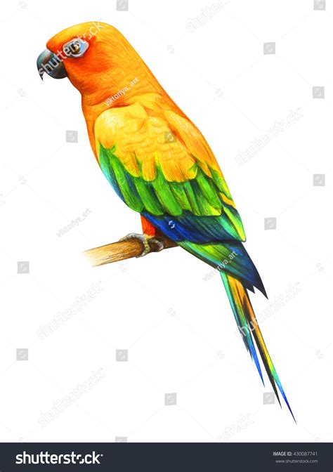 Colorful Parrots Drawings