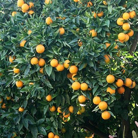 3 4 Year Old Valencia Orange Tree Lemoncitrustree Since 2004