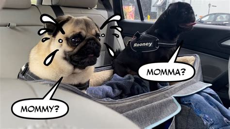 Where Is The Pugmomma Pugs Crying Youtube