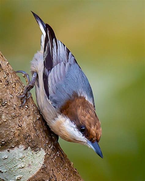 Jeffrey P Karnes On Instagram The Brown Headed Nuthatch Is Known Fondly By Audubon North