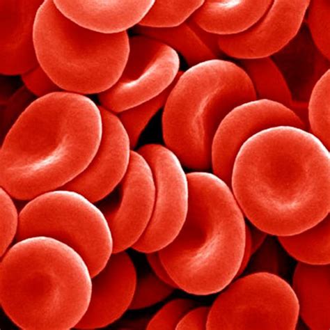 What Are Red Blood Cells What Do Red Blood Cells Do Ency123