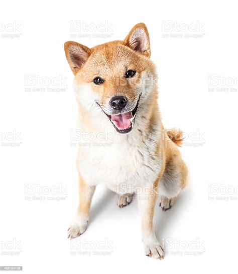 Closeup Of A Sitting Shiba Inu Dog On A White Background Stock Photo