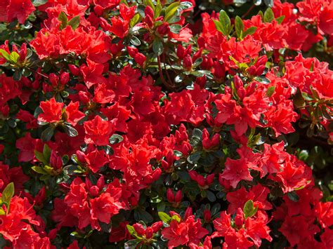 Red Perennial Flowers That Bloom All Summer Ideas Of Europedias