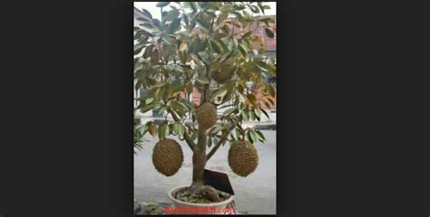 Sebelum berkecambah, biji pir harus melewati dingin, proses pendinginan disebut stratifikasi. Bonsai Durian: Cara Jitu Menanam Tanaman Durian Cepat ...