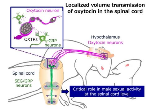 Oxytocin ⋆ Santa Barbara Deep Tissue Riktr Pro Massage Nicola Lmt
