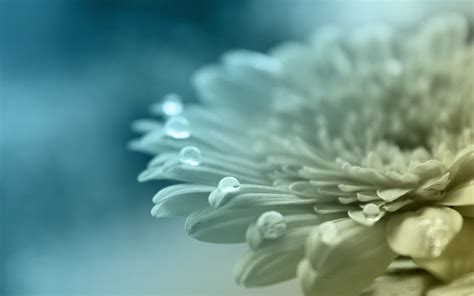 Wallpaper Water Sky Closeup Pollen Blossom Spring Flower Plant