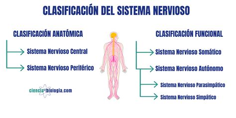 El Sistema Nervioso Humano Qué Es Estructura Y Funciones
