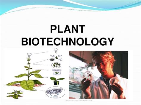 Ppt Plant Biotechnology Powerpoint Presentation Free Download Id