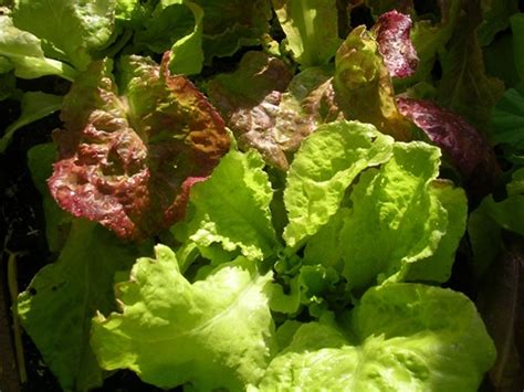Heirloom Lettuce Collection