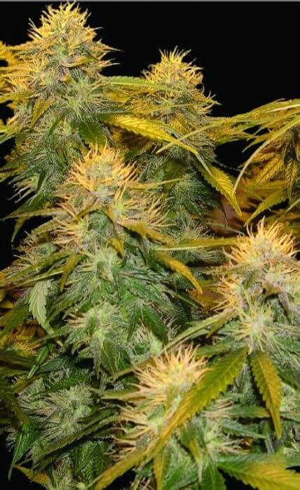 Sale Of Reserva Privada Mix Pack Cannabis Seeds