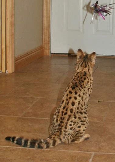 Mature savannah cat size will differ from breeder to breeder depending on the focus of their program. F2 Queens | Get your F2 Savannah Cat from Select Exotics