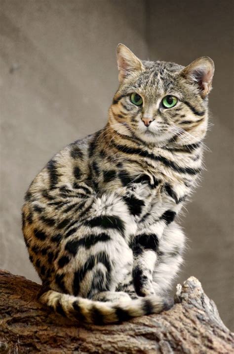 Black Footed Cat The Worlds Deadliest Cat Virily