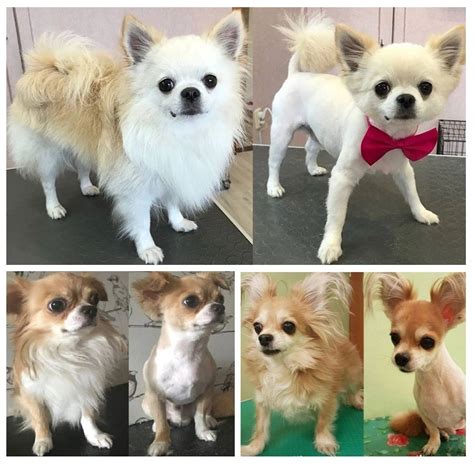 Grooming Long Coat Chihuahuas To Shave Or Not To Shave