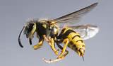 Photos of Bee Or Wasp