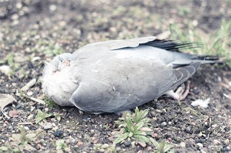 Dead Pigeon Following On From My Last Dead Animal The Se Flickr