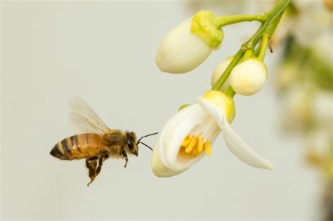 Check spelling or type a new query. Million people urge Bayer to stop bee-killer pesticides