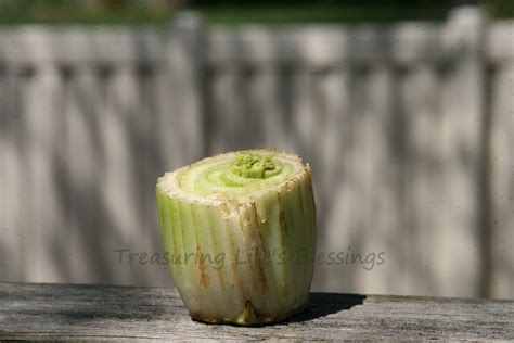 Regrowing Celery Treasuring Lifes Blessings