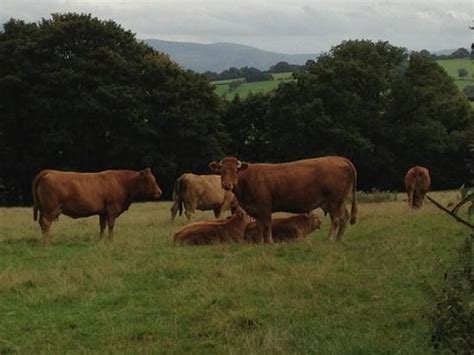Fat Cows Picture Of Caebetran Farm Bed And Breakfast Felin Fach