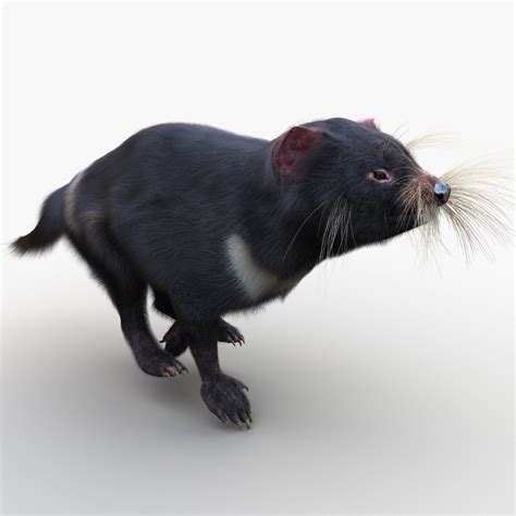 3d Tasmanian Devil Fur Pose Model