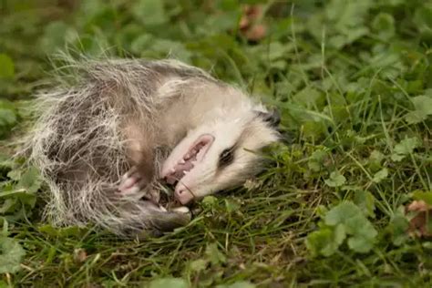 How To Tell If A Possum Is Playing Dead Zeke Adventure Blog